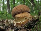 Boletus reticulatus