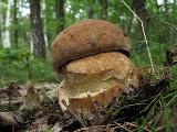 Boletus reticulatus