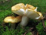 Russula ochroleuca 