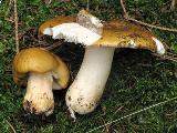 Russula ochroleuca