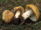 Russula ochroleuca