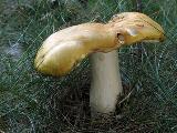 Russula ochroleuca 