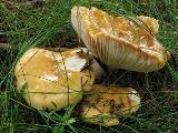 Russula ochroleuca 