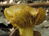 Tricholoma sulphureum