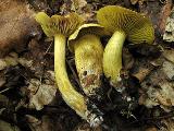 Tricholoma sulphureum