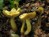 Tricholoma sulphureum