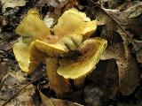 Tricholoma sulphureum