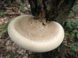 Piptoporus betulinus