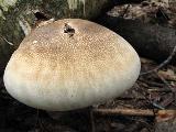 Piptoporus betulinus 