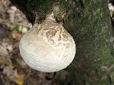 Piptoporus betulinus 