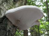 Piptoporus betulinus 