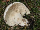 Russula adusta 