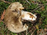 Russula adusta 