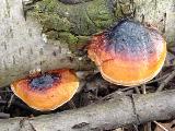 Fomitopsis pinicola 