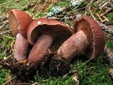 Lactarius camphoratus 