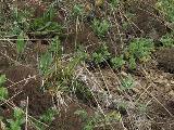 Cladonia rangiformis