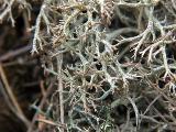 Cladonia rangiformis