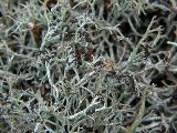 Cladonia rangiformis