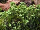 Cladonia fimbriata