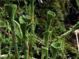 Cladonia fimbriata