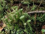 Cladonia fimbriata 