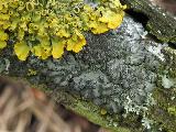 Phaeophyscia orbicularis 
