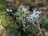 Evernia prunastri 