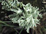 Evernia prunastri