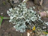 Physcia tenella