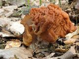 Gyromitra gigas