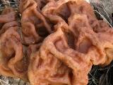 Gyromitra gigas 