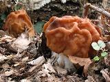 Gyromitra gigas 