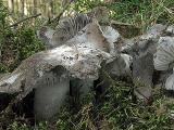 Hygrophorus marzuolus