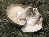 Hygrophorus marzuolus 