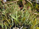 Cladonia furcata 