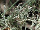 Cladonia furcata