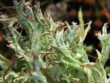 Cladonia furcata 