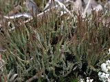 Cladonia gracilis 