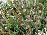 Cladonia gracilis