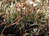 Cladonia gracilis 