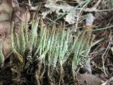 Cladonia gracilis