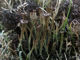 Cladonia gracilis 