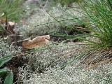 Cladonia arbuscula 