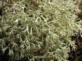Cladonia arbuscula 