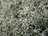 Cladonia arbuscula 
