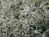 Cladonia arbuscula