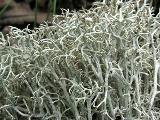 Cladonia arbuscula 