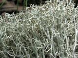 Cladonia arbuscula