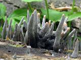 Xylaria longipes 