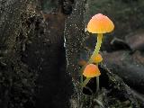 Mycena acicula